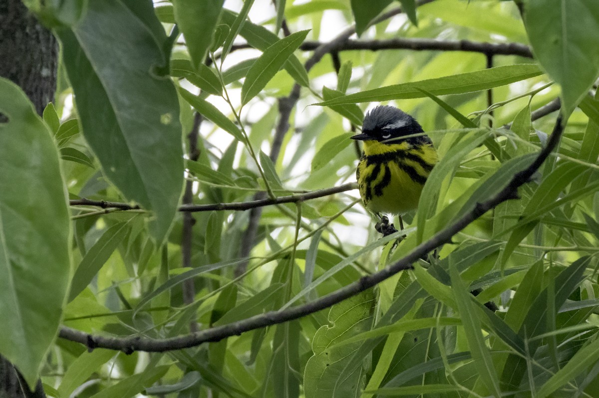 Magnolia Warbler - ML636018620