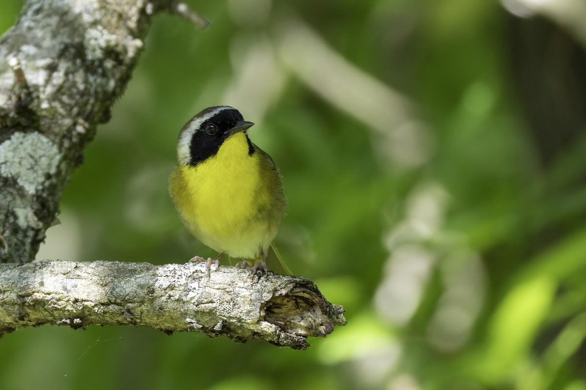 Common Yellowthroat - ML636018632