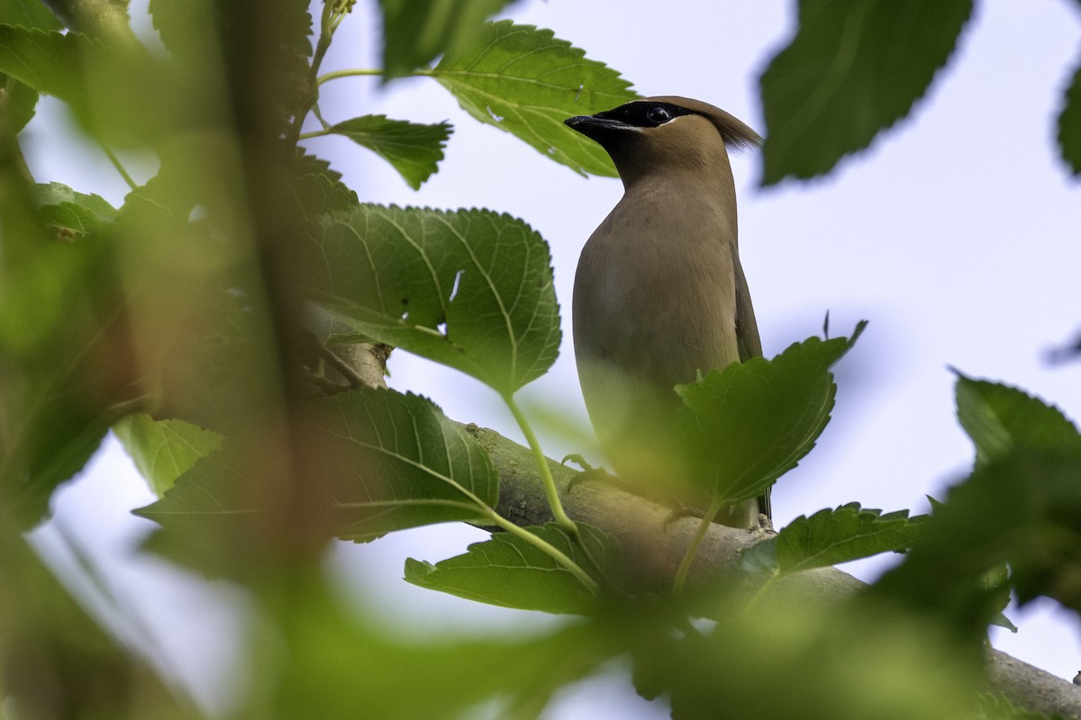 Cedar Waxwing - ML636018649