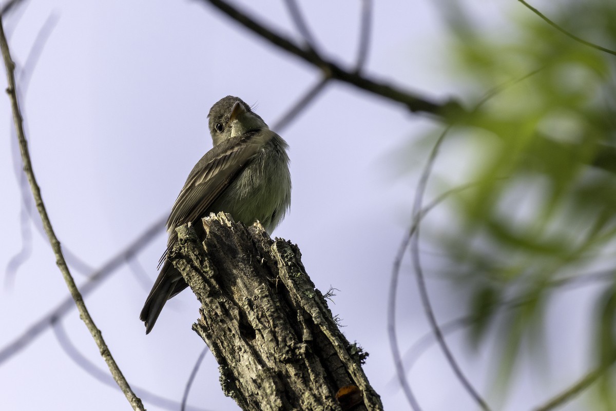 Eastern Wood-Pewee - ML636018662
