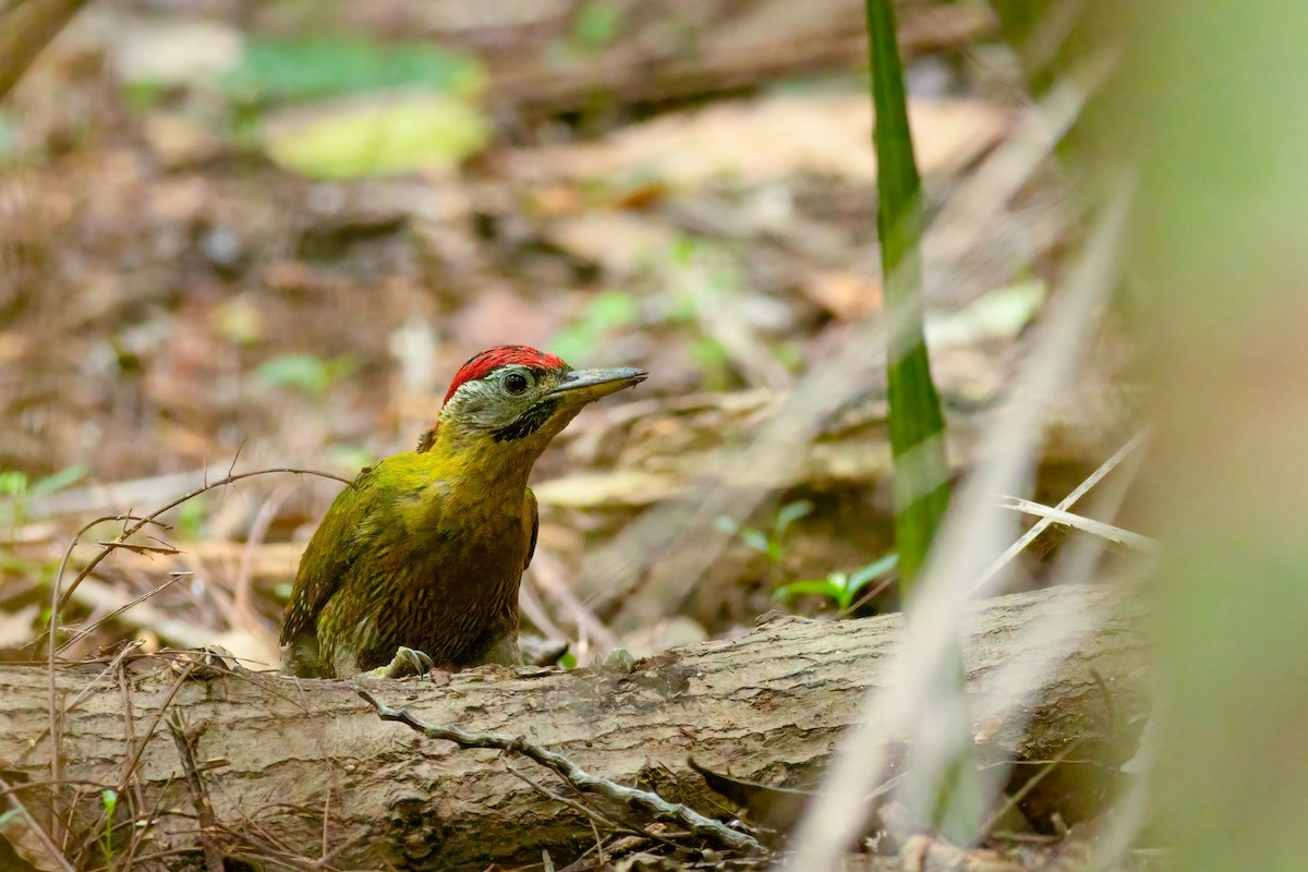 Laced Woodpecker - ML636018893