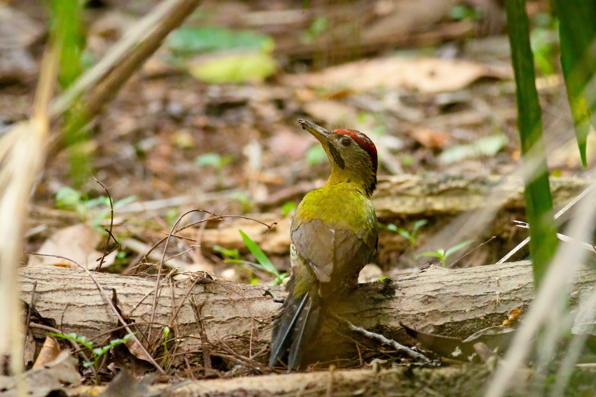 Laced Woodpecker - ML636018903