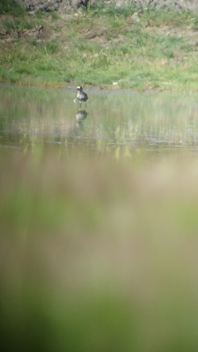 Pivieressa - ML636018954