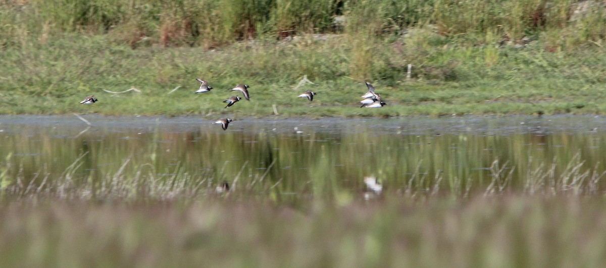 Corriere grosso - ML636019011