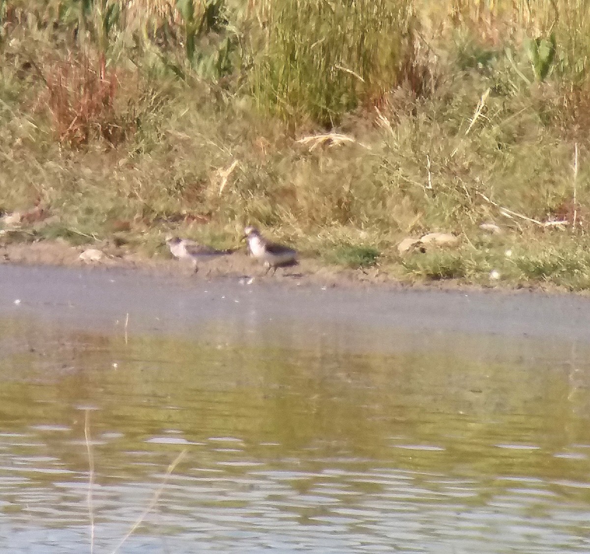 Piovanello tridattilo - ML636019050