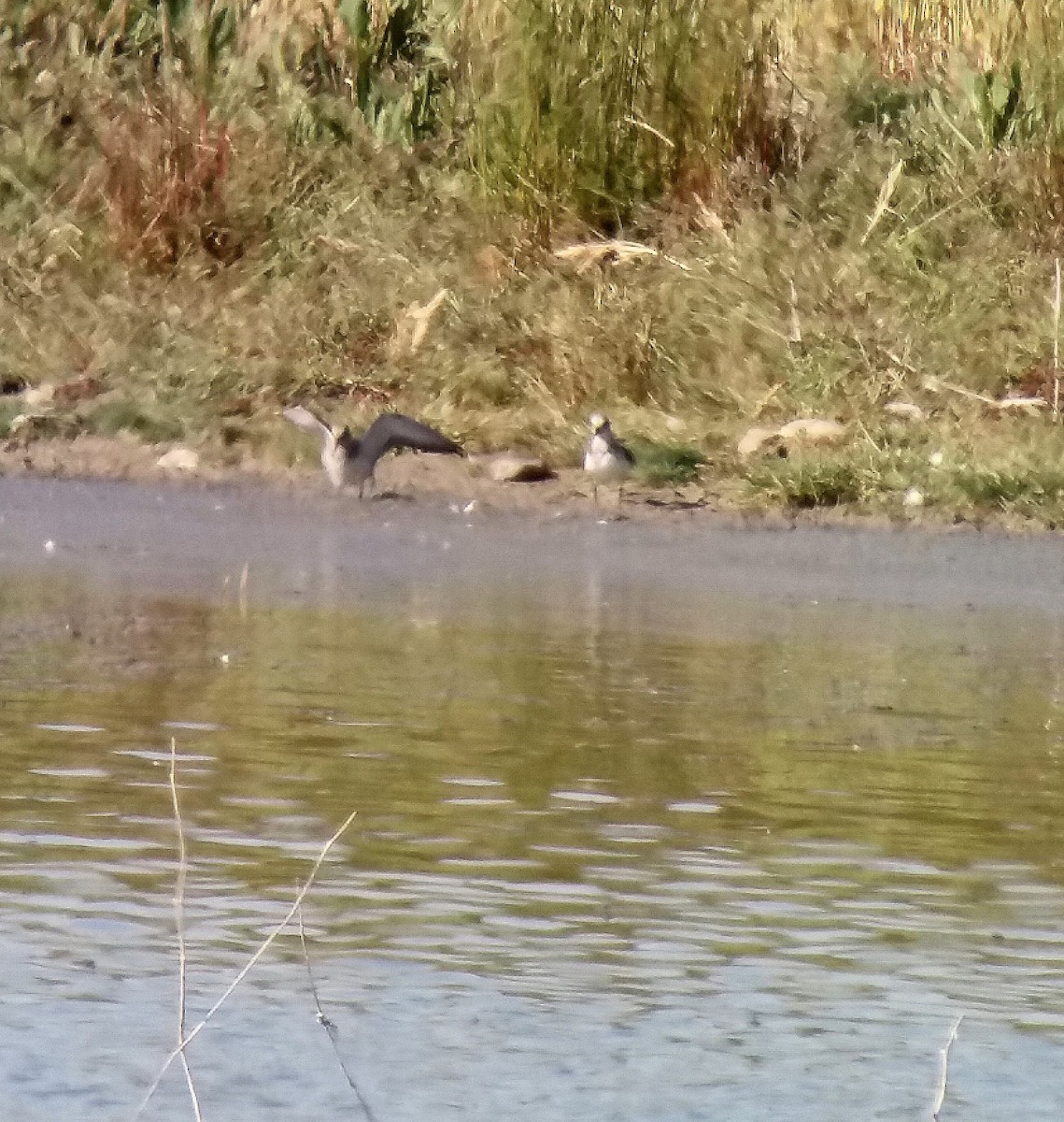 Piovanello tridattilo - ML636019051