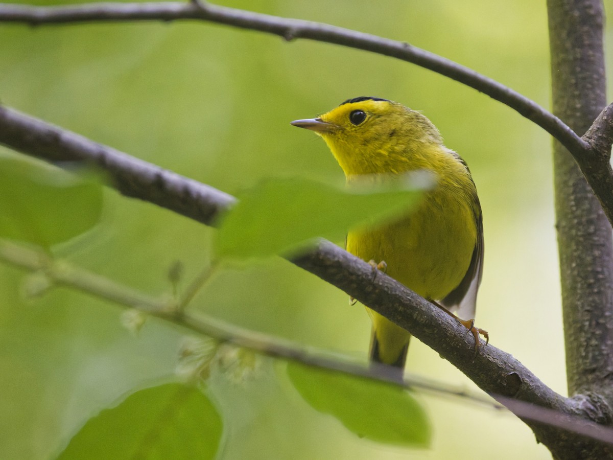 Wilson's Warbler - ML636019072