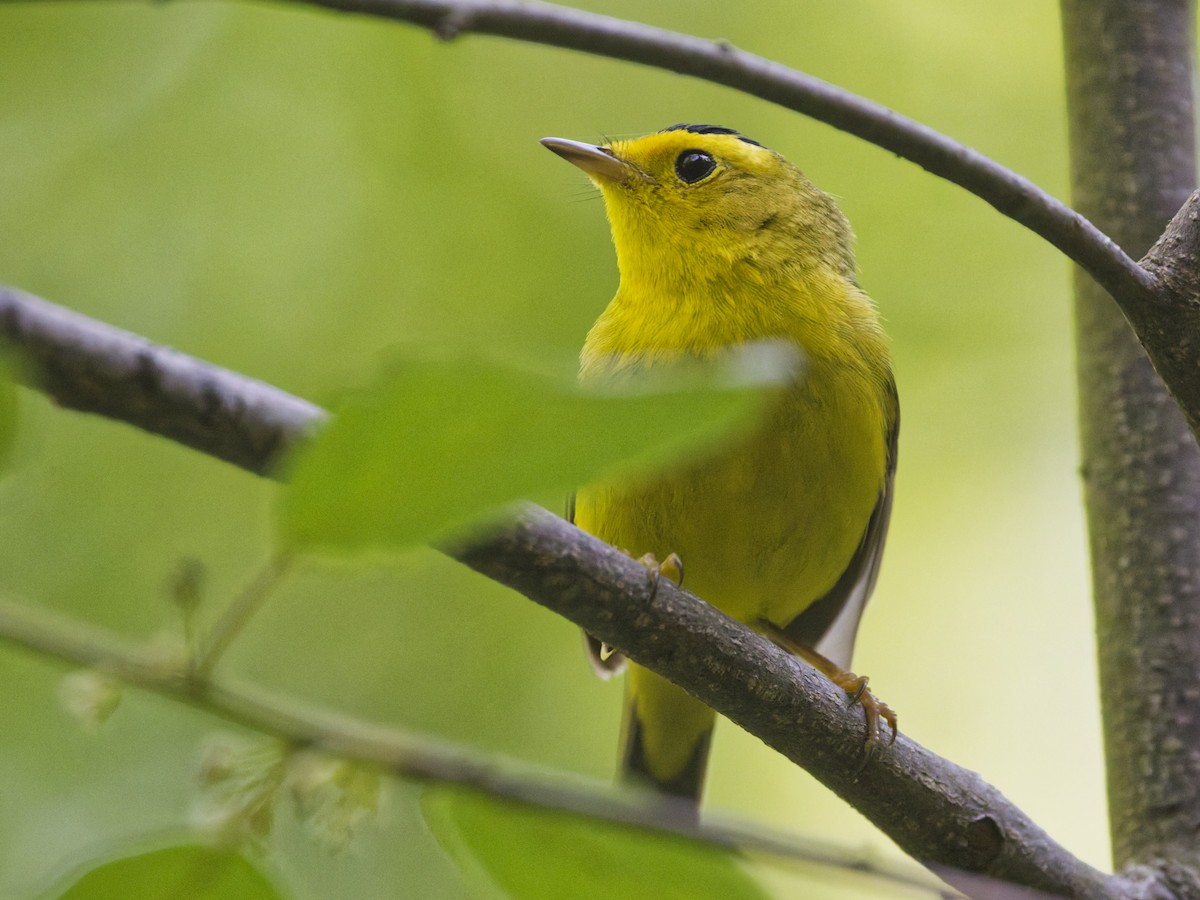Wilson's Warbler - ML636019073