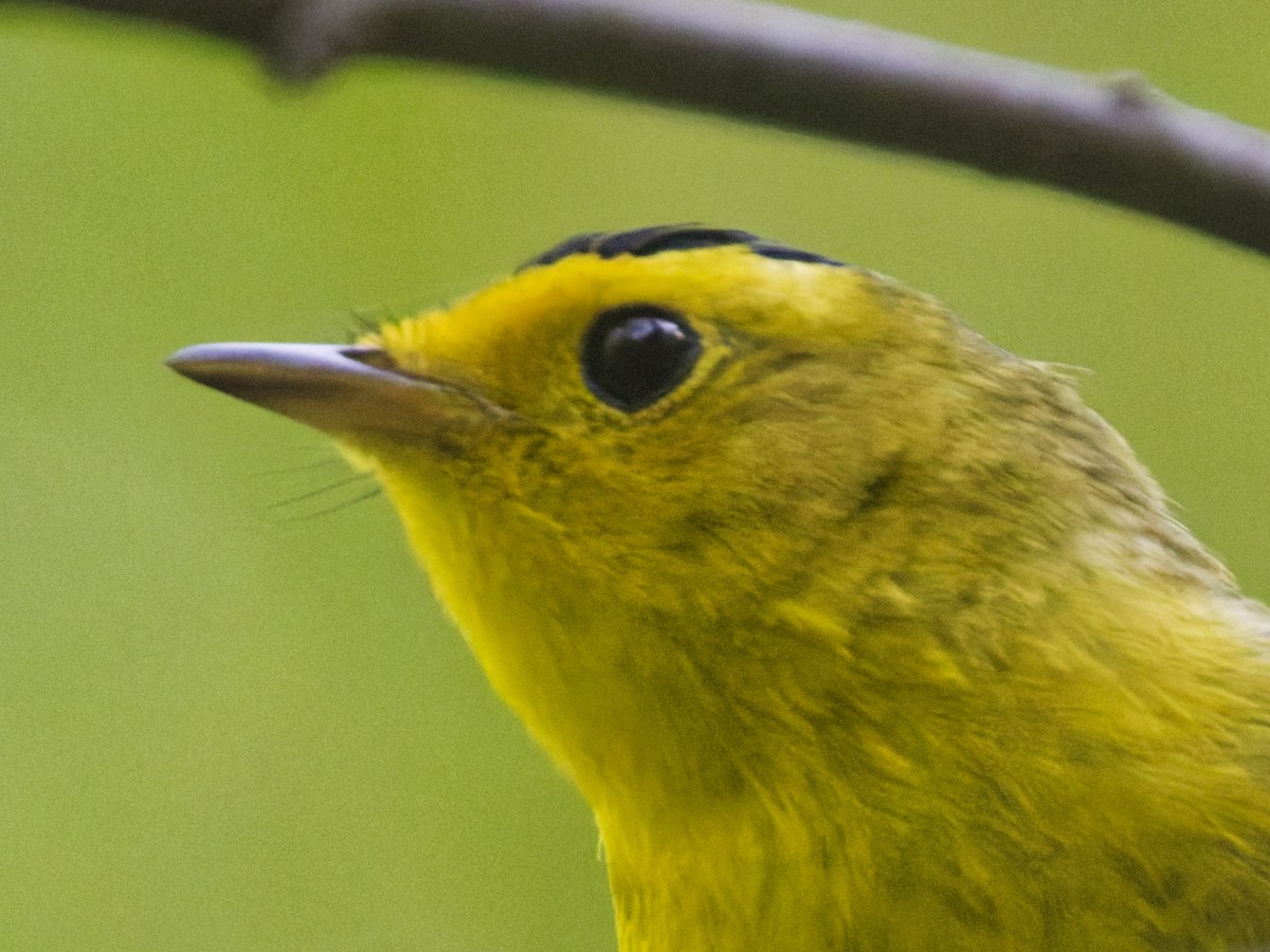 Wilson's Warbler - ML636019074