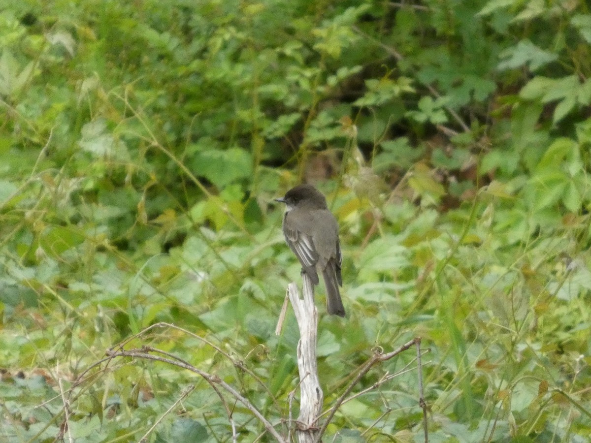 Eastern Phoebe - ML636019093