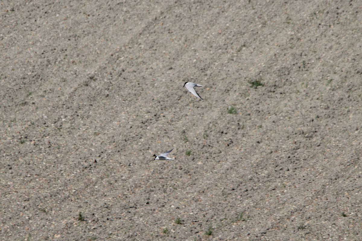 Sterna zampenere - ML636019104