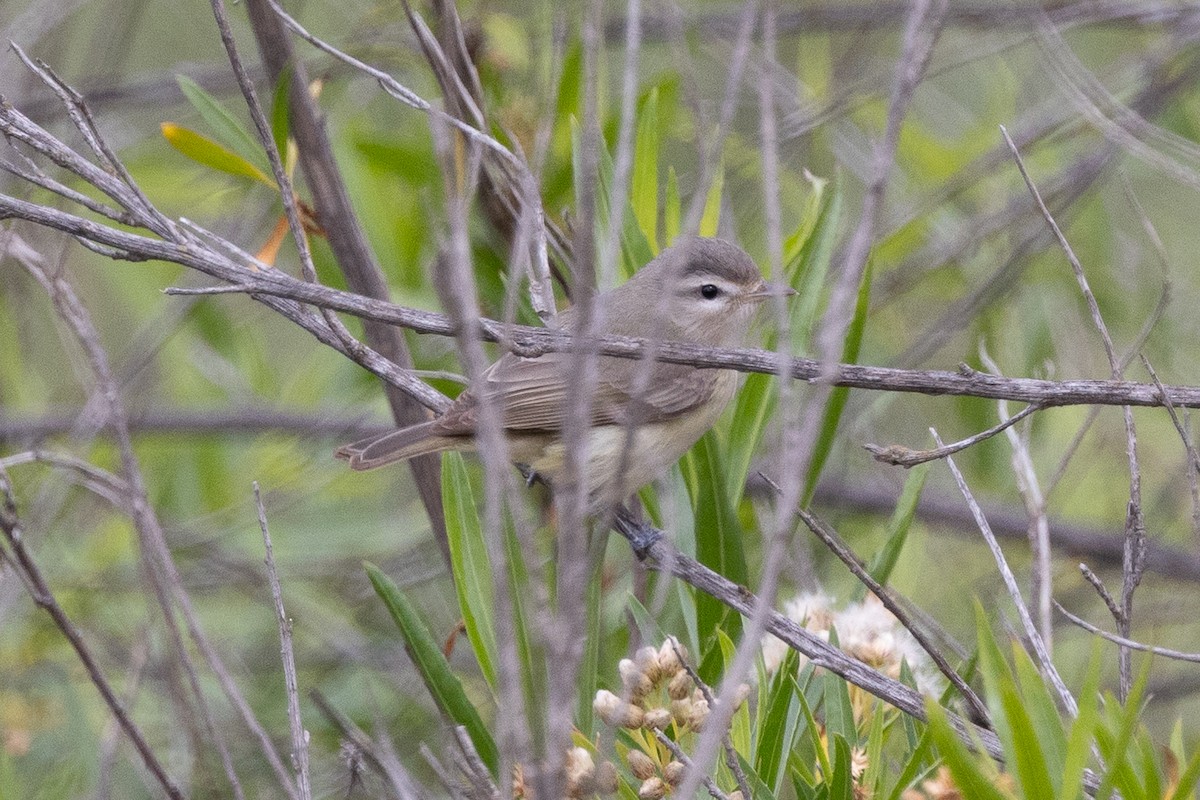 Western Warbling Vireo - ML636019147