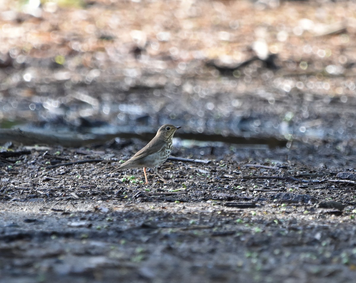 drozd západní - ML636019168