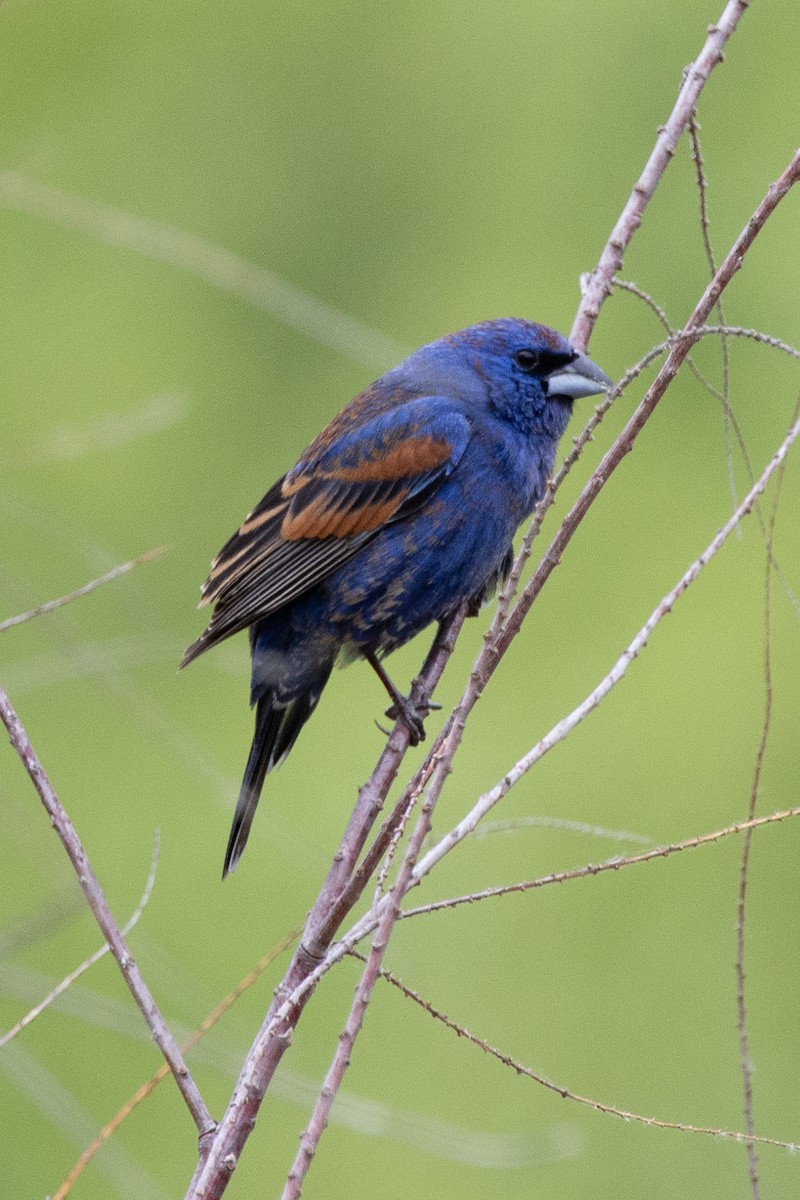 Blue Grosbeak - ML636019171