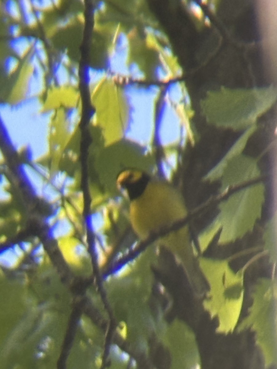 Hooded Warbler - ML636019220