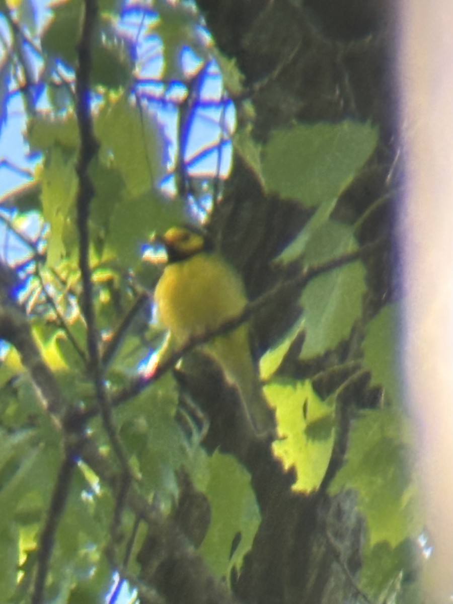 Hooded Warbler - ML636019221