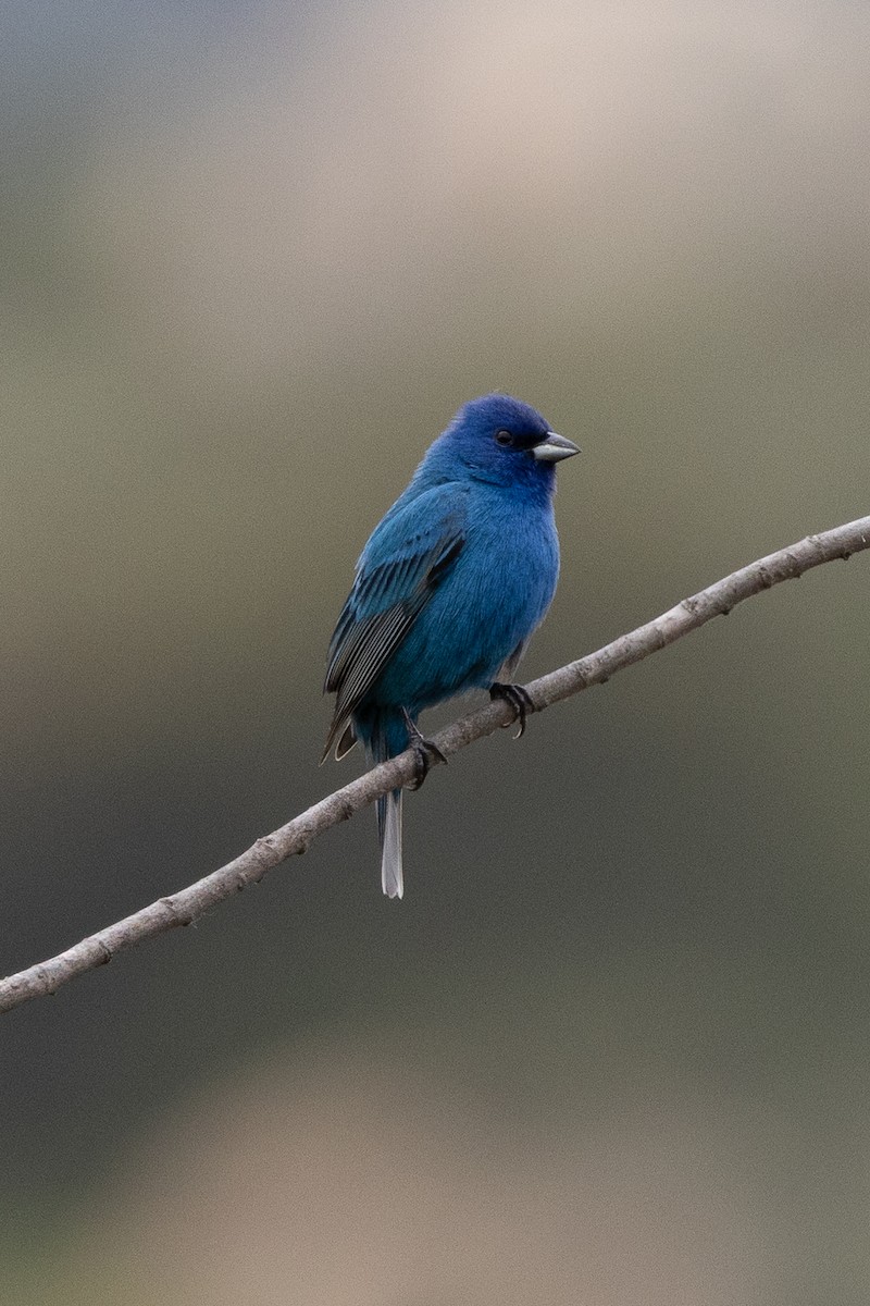 Indigo Bunting - ML636019223