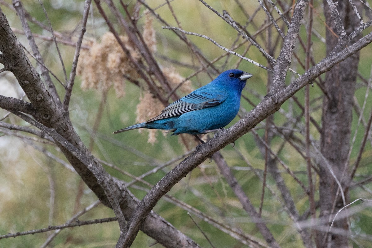 Indigo Bunting - ML636019224