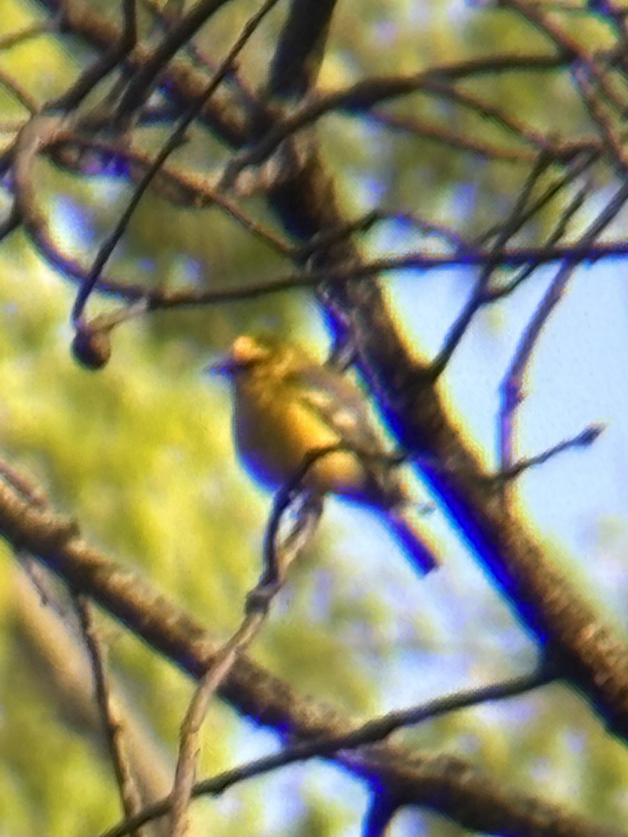 Blue-winged Warbler - ML636019252