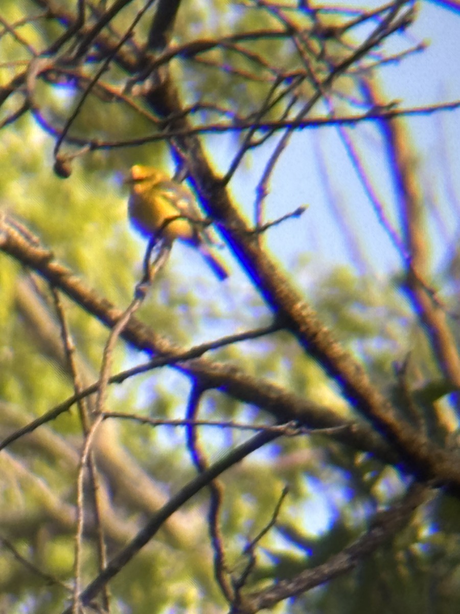 Blue-winged Warbler - ML636019253