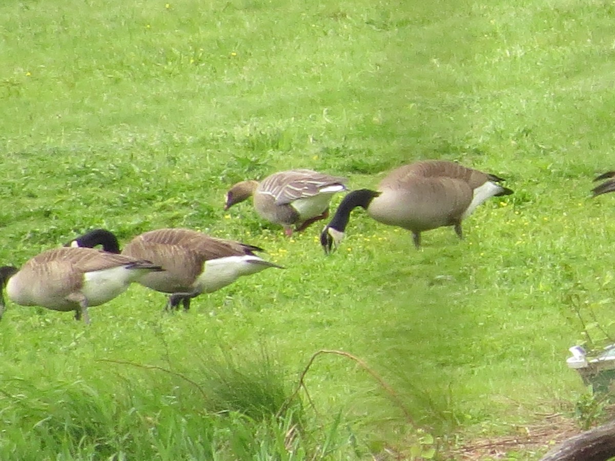 Pink-footed Goose - ML636019305