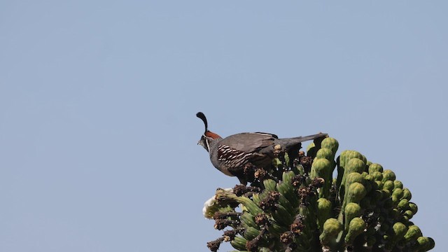 Gambel's Quail - ML636019379