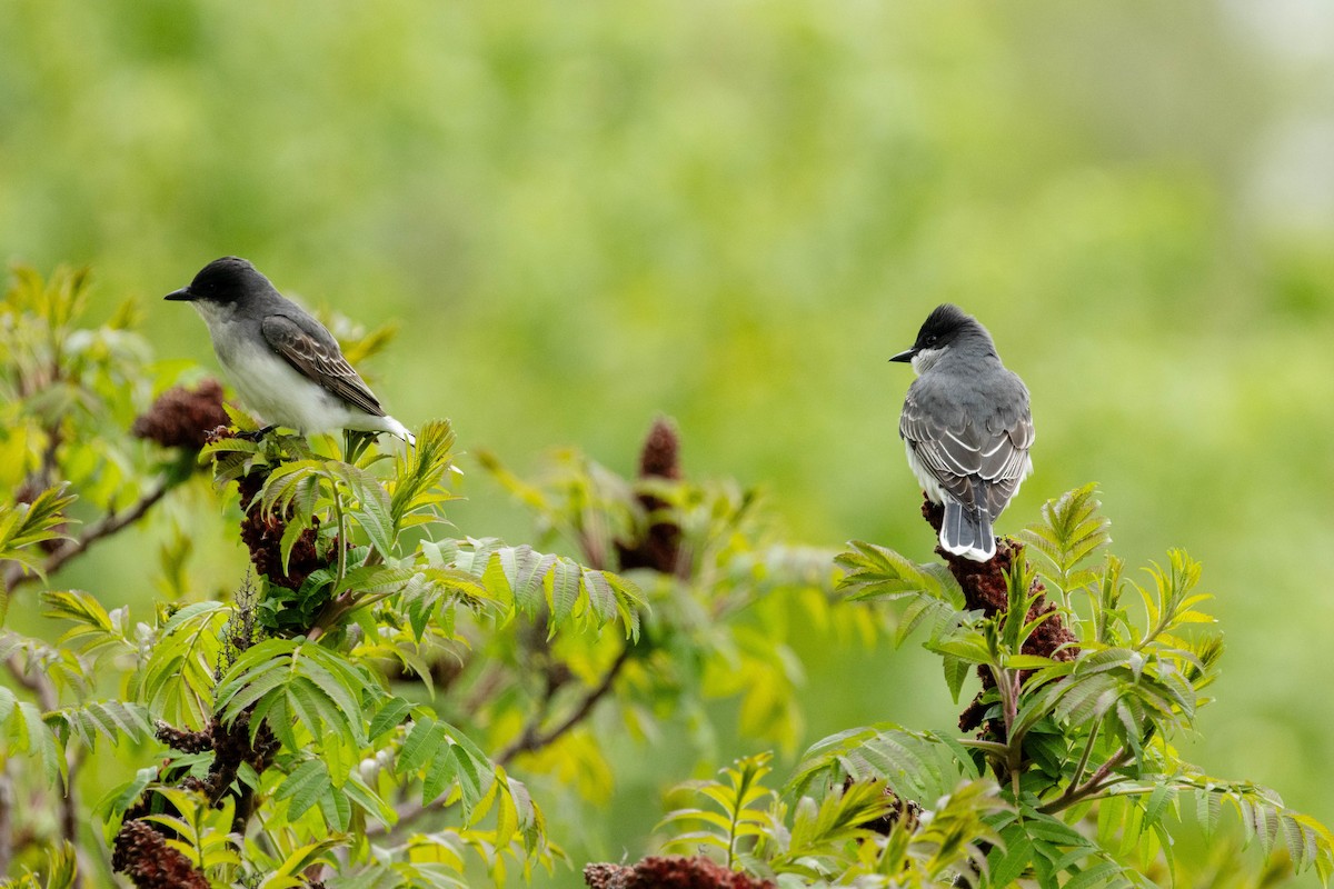 tyran obecný - ML636019415