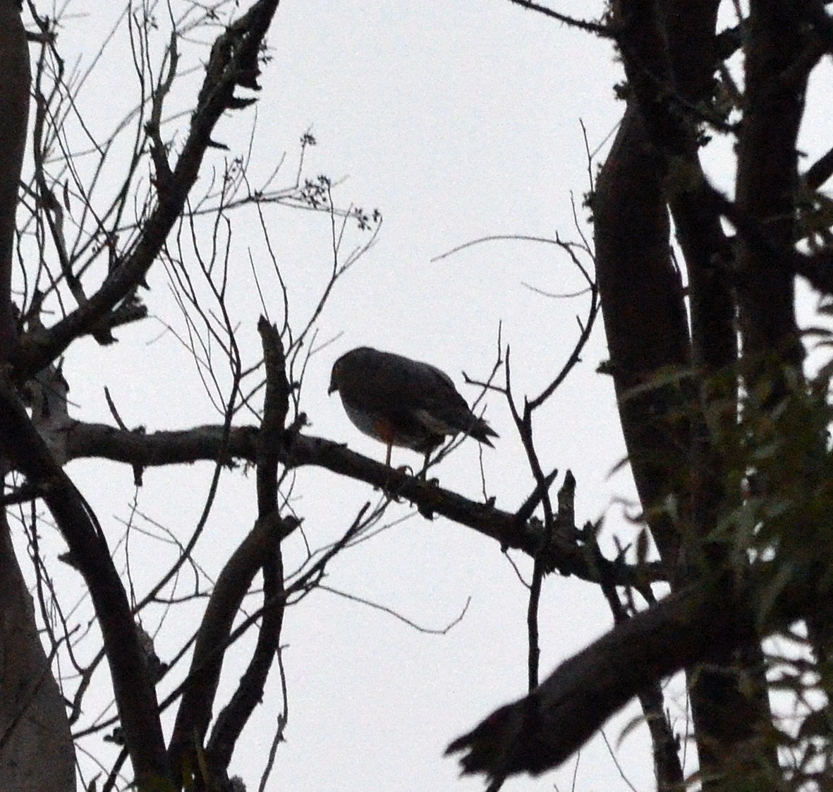 モモアカハイタカ - ML636019418