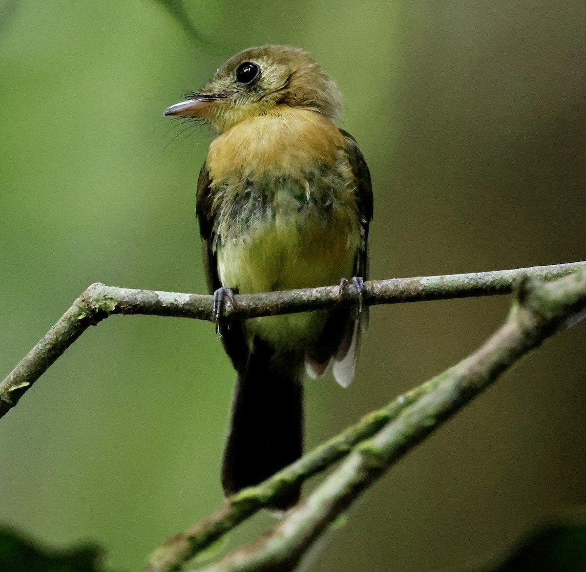 Sulphur-rumped Flycatcher - ML636019466