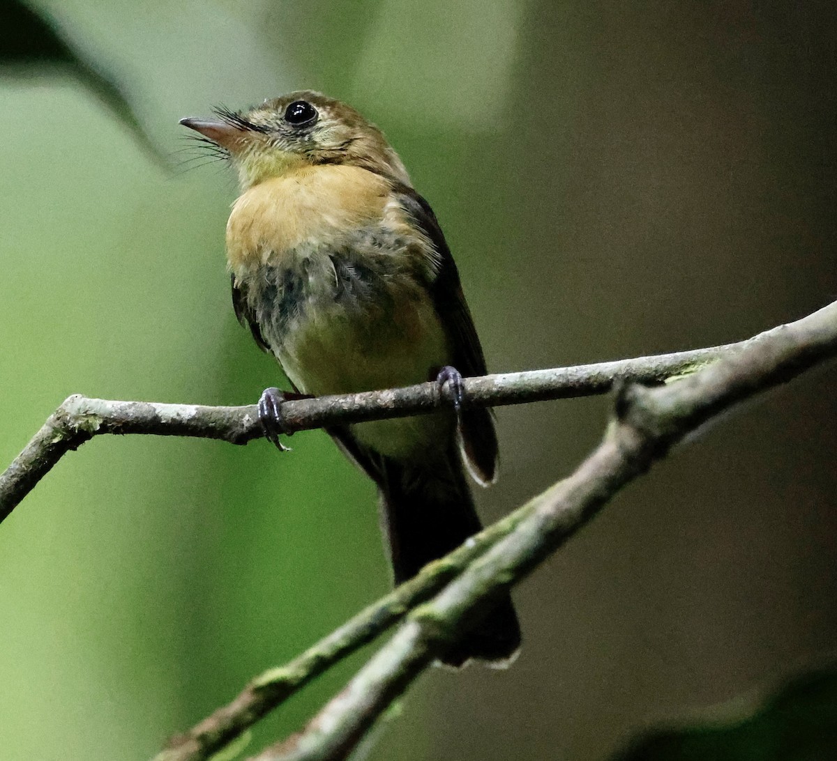 Sulphur-rumped Flycatcher - ML636019467