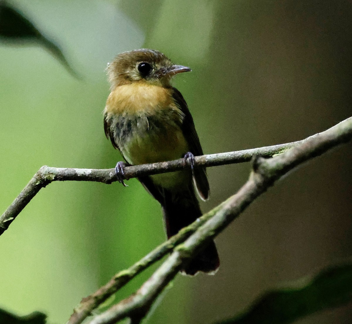 Sulphur-rumped Flycatcher - ML636019468