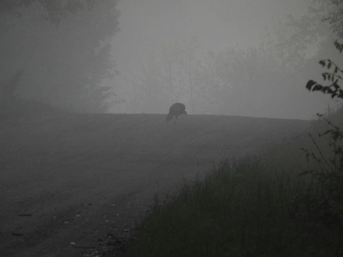 Wild Turkey - ML636019484