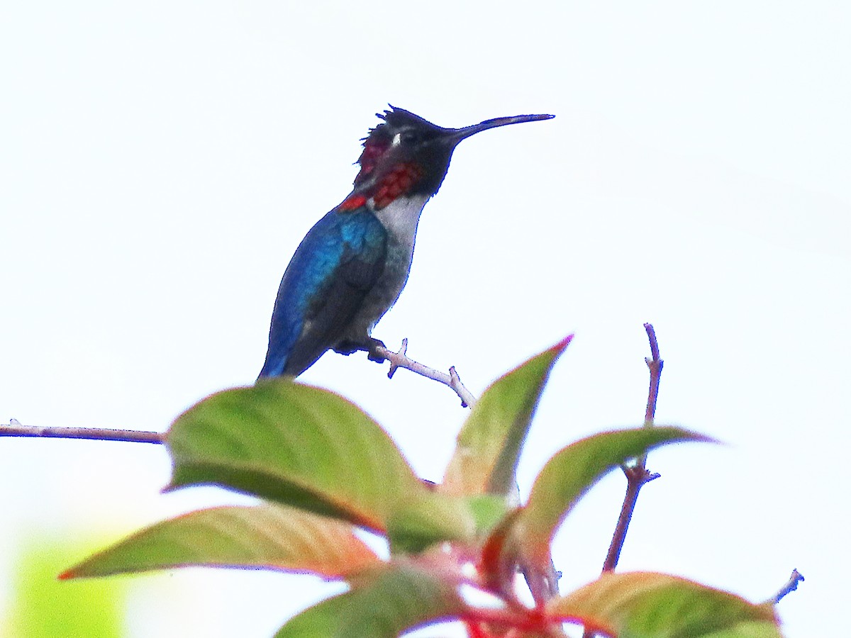 Bee Hummingbird - ML636019496