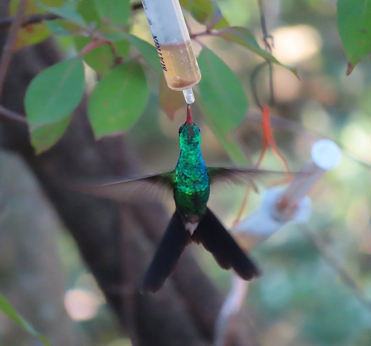 Cuban Emerald - ML636019512