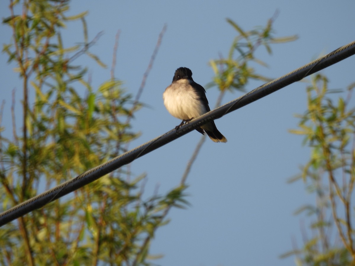 Eastern Kingbird - ML636019524