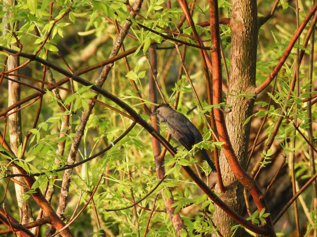 Gray Catbird - ML636019550