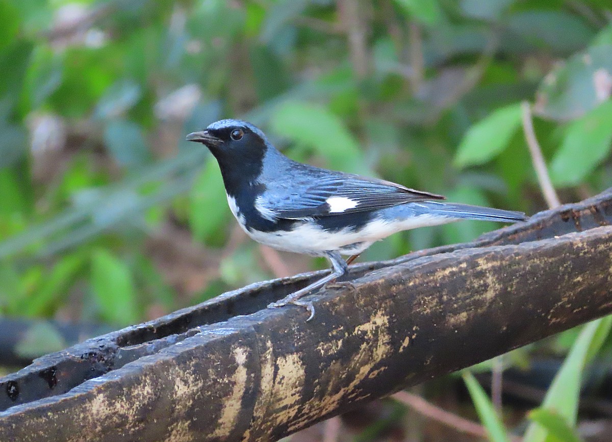 Black-throated Blue Warbler - ML636019573