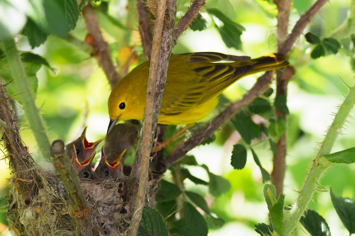 Northern Yellow Warbler - ML636019574
