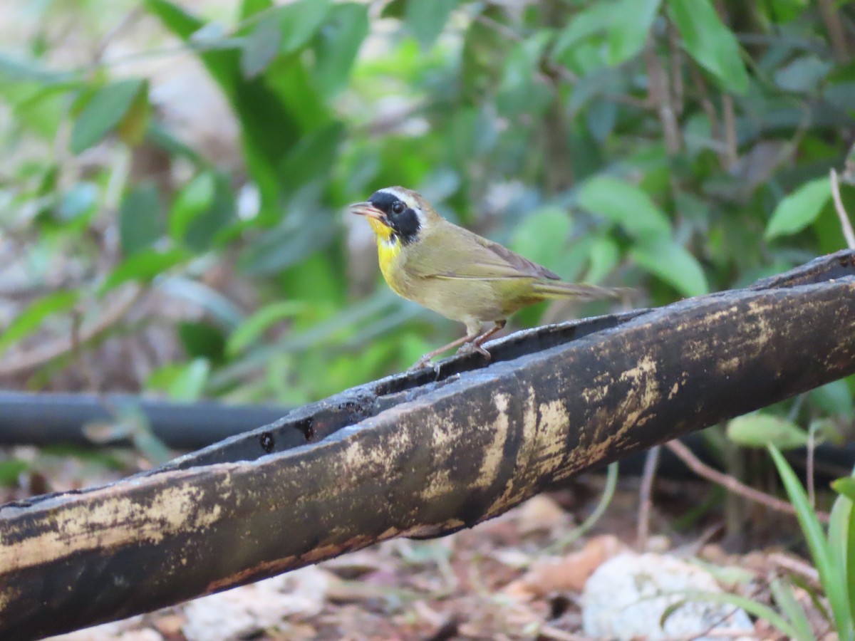 Common Yellowthroat - ML636019599