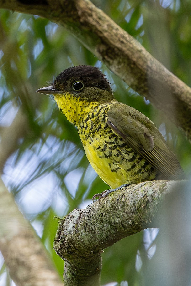 Brazilian Laniisoma - ML636019616