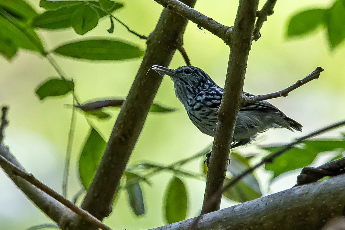 Pacific Antwren - ML636019619