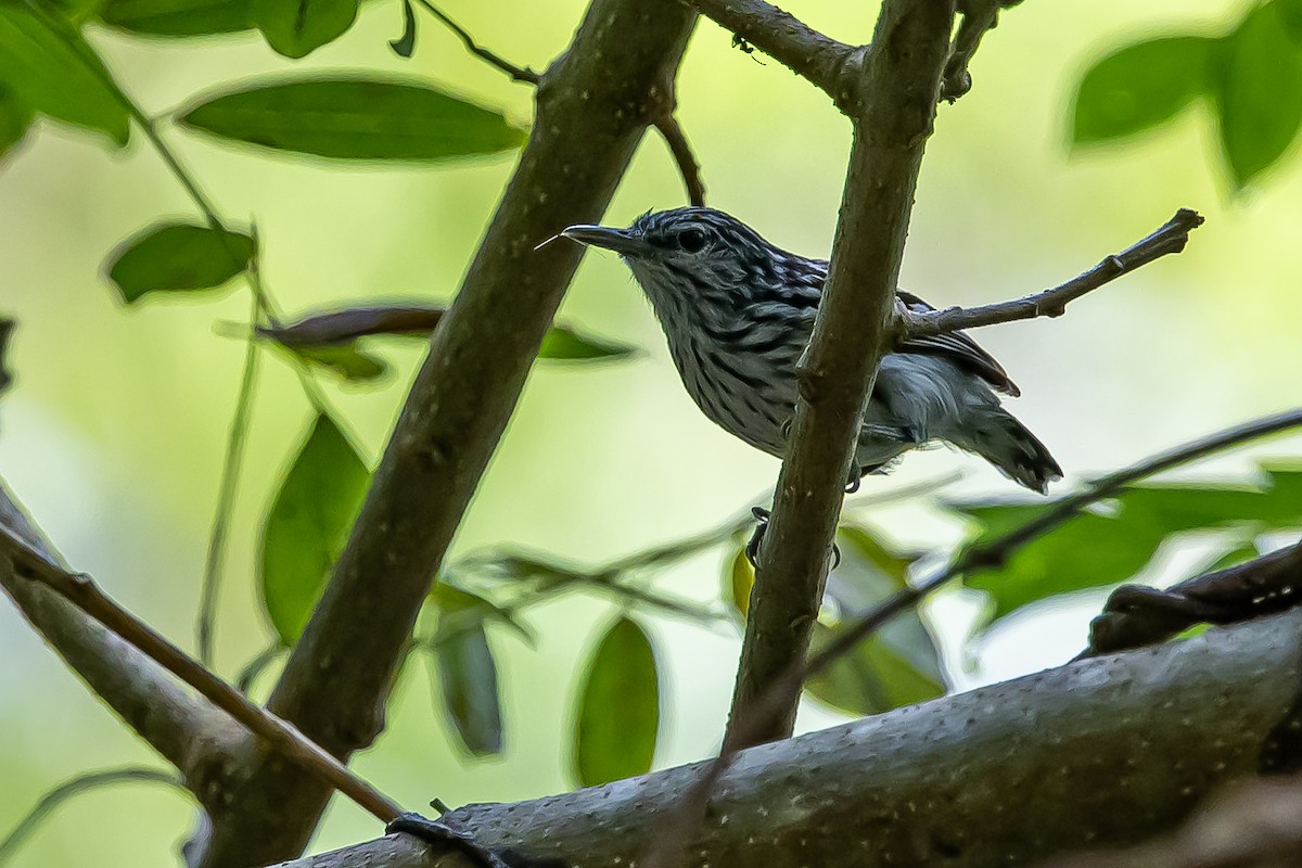 Pacific Antwren - ML636019620