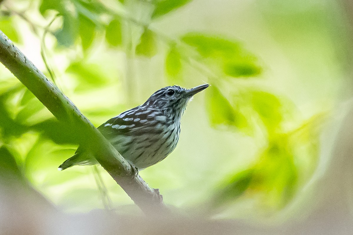 Pacific Antwren - ML636019621