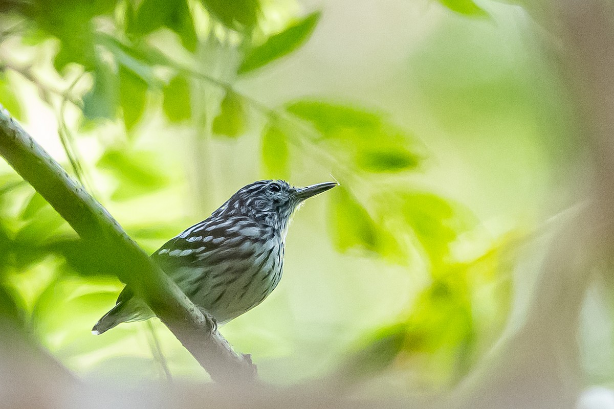 Pacific Antwren - ML636019623