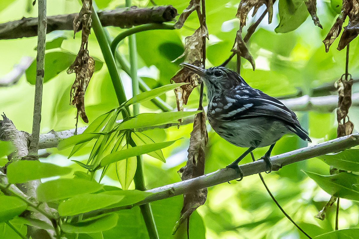 Pacific Antwren - ML636019625