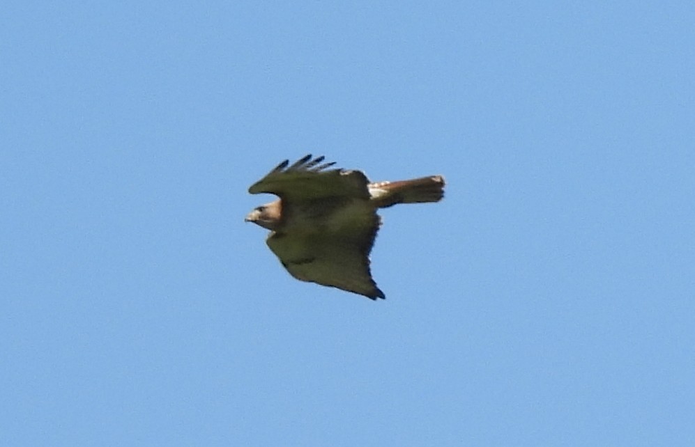 Red-tailed Hawk - ML636019638