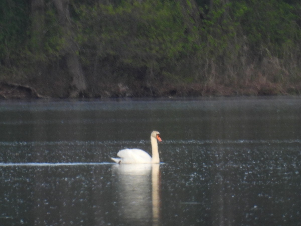 Mute Swan - ML636019662
