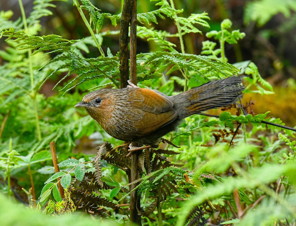 Streaked Laughingthrush - ML636019683