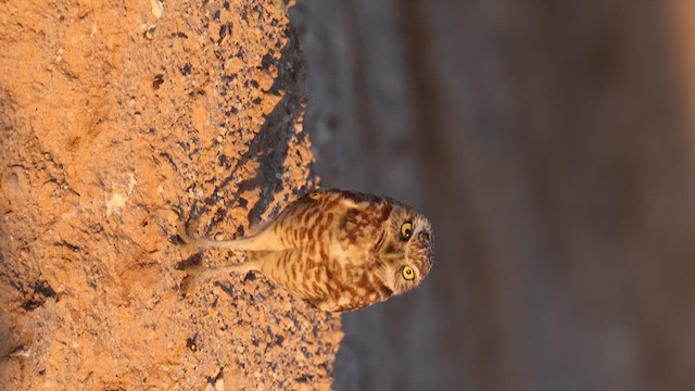 Burrowing Owl - ML636019714