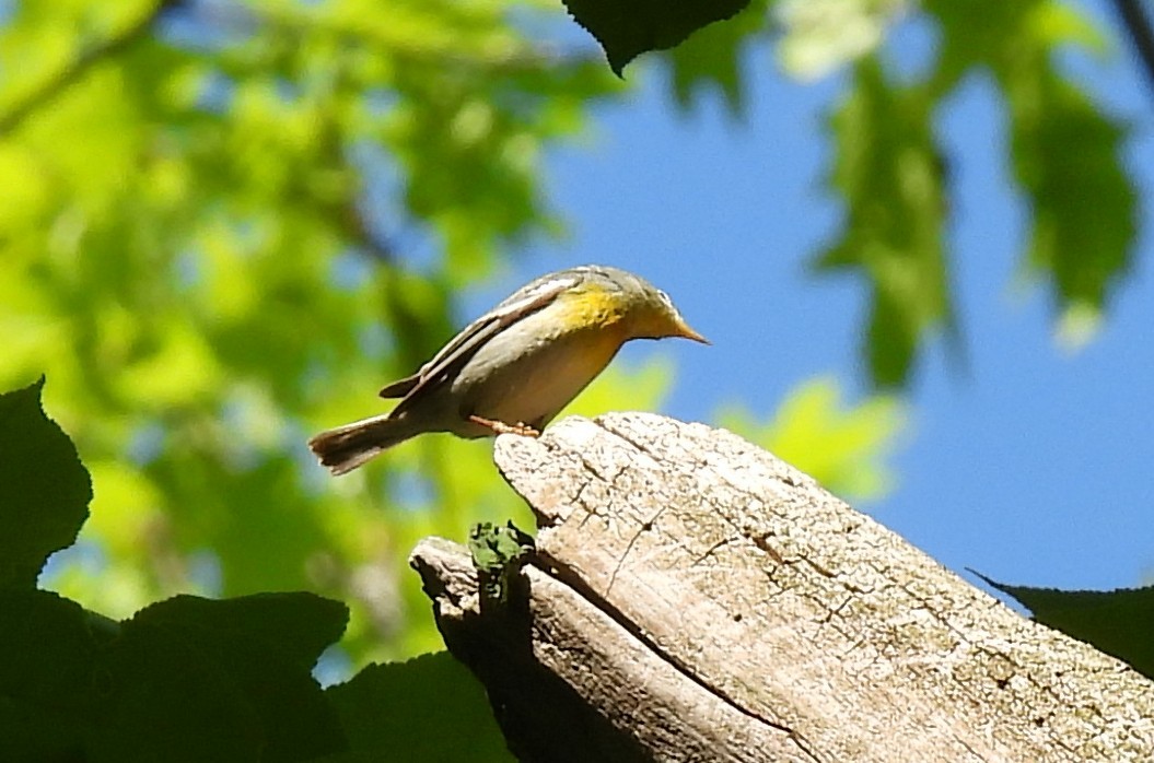 Northern Parula - ML636019732